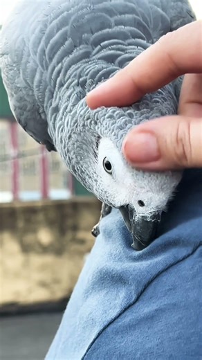 “Warning: This bird is addicted to head massages.” 😆🦜