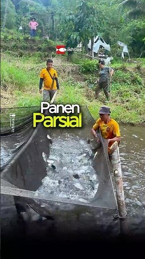 Yang paling ditunggu pembudidaya ikan #budidayaikan #ikannila #kolamtanah