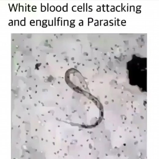 White blood cells englufing a parasite in vivo. 🔬🧬🥼🧫
