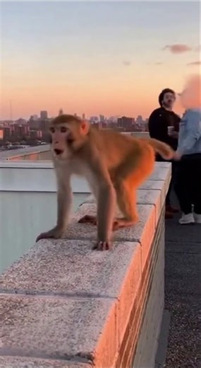 Monkey takes FART FLIGHT! #funny #lol #monkey #viral #shorts #shortsviral