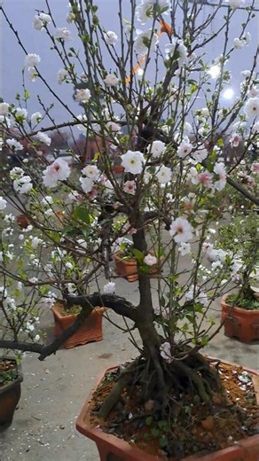 The single-branch plum blossom tree.
