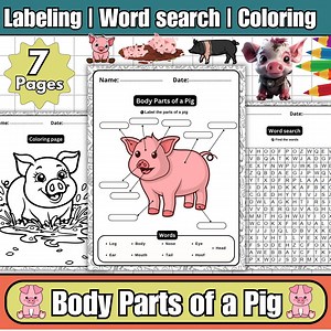 Pig Anatomy-pig Body Parts Labeling Diagram Worksheets,word Search,coloring Page - Etsy Australia