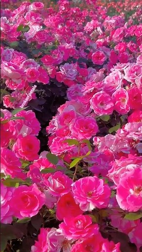 Pink Rose Garden in Full Bloom 🌹 | Beautiful Flower Scenery 4K | Nature Relaxing Video