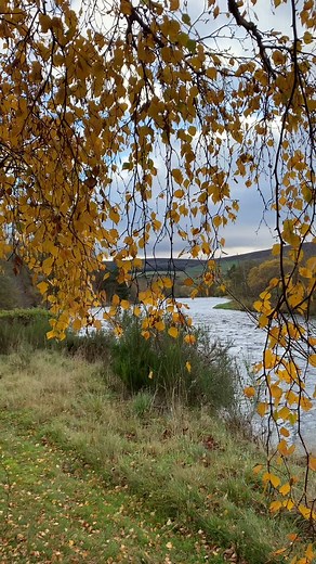Missing the sound of the Spey…Autumn on C Beat. #riverspey #missingfishingseason #autumncalm #leavesfalling #calmwaters #tulchanestate #speyside #cbeat #flyfishingadventures #breatheeasy | Tulchan Club & Estate
