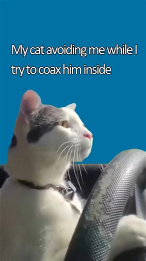 Set your clock by your cat, with daylight savings about to hit the rear view mirror. This is your cat-themed reminder that daylight savings is coming to an end this weekend and it may catch you out. Remember, our feline companions must be safely indoors before dark (from sunrise to sunset) as part of our cat curfew in Mitchell🐈 | Mitchell Shire Council