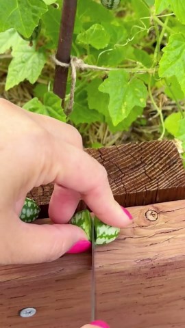 Visakha Mao on Instagram: "Y’all ask to see the inside of the Cucamelon. Cucamelons are tiny fruits that taste like cucumbers with a touch of tart sourness but look like miniature watermelons. ."