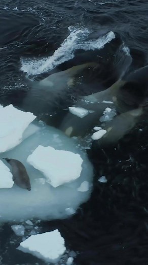 Orcas Hunting Penguins and Seals in Antarctica