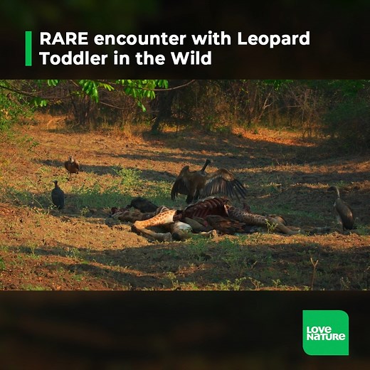 91K views · 2.2K reactions | The Manzi wild dog pack has stolen a...