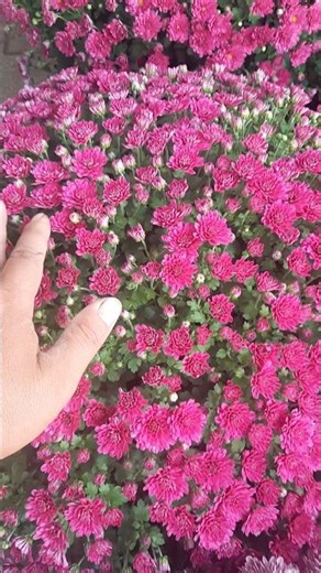 Korean Raspberry Tree, Dark Pink | 0386569374 - Ngoc Ngan, Ben Tre | Specializing in Unique and R...