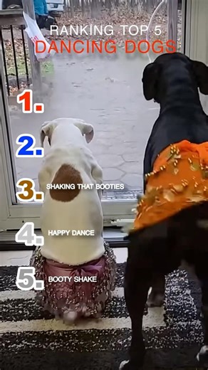 Ranking the Funniest Dancing Dogs 🐶😂