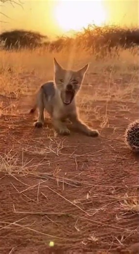Weasel Vs Porcupine: 'Predator'