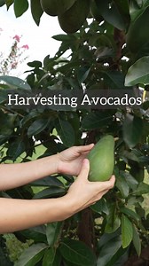 1.5K views · 65 reactions | Guess what? I’m finally harvesting my...