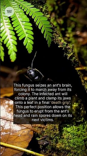 The Zombie Ant Fungus: Nature’s Creepiest Mind Control