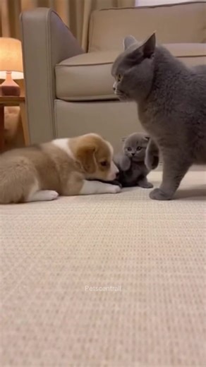 Best Friends for Life: Heartwarming Pet Moments
