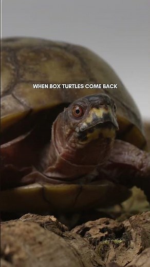 When Box Turtles Come Back | Conservation Frontlines