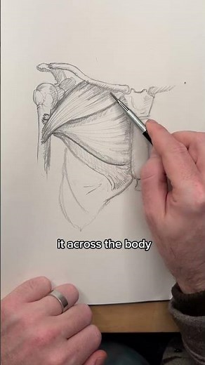 How to draw the chest muscles.