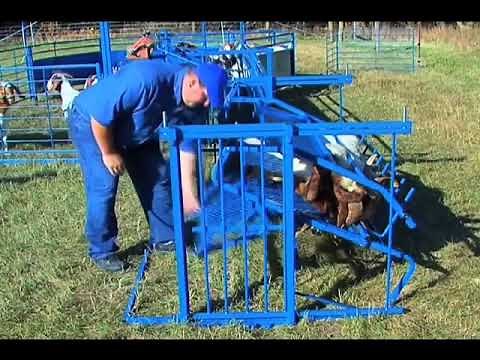 Tilt Table For Goats