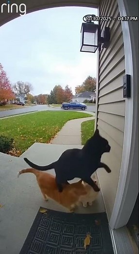 Cats Ring Doorbell Teamwork (Caught on Ring Camera)