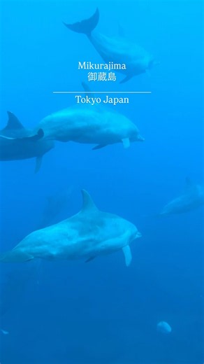 📍 御蔵島【東京】ドルフィンスイム 東京とは思えないほど美しい青い海で、野生のイルカと触れ合える秘境スポット。 自然と一体になれる特別な時間を楽しめます。
