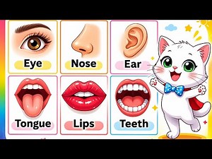 Body parts names song | learn parts of body | body parts rhymes babies | learning videos for toddler