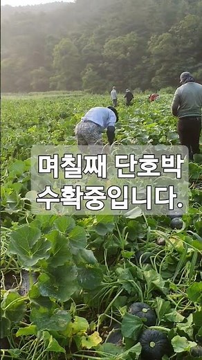 #단호박#단호박농사#단호박재배#단호박수확#단확수확방법