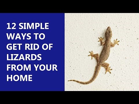 12 Incredible Ways to Get Rid of Lizards From Home | Simple Effective Remedies