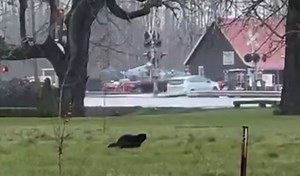 VIDEO: Rare wolverine sighting in the Willamette Valley