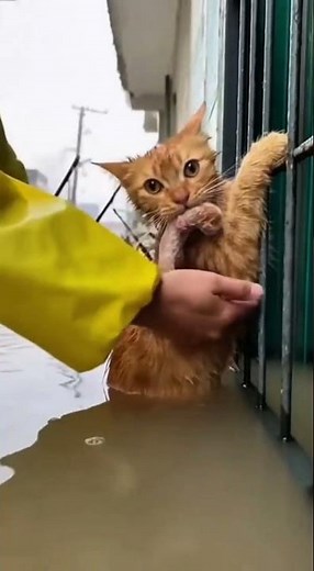 🐈🌊🐱After typhoon, mom cat held cubs in jaws, gripping iron bars in flood for rescue.#catlovers #cat