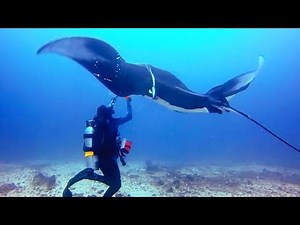 37 Animals That Asked People for Help & Kindness !