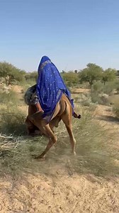 Girl’s Desert Journey on a Tired Camel | Desert Tales Studio