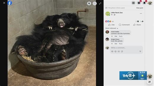 THV reacts: Little Rock Zoo's sloth bear preparing to birth cubs!