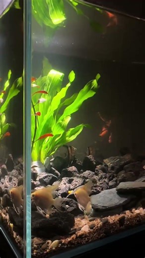 The spotlight aquarium light makes my fish tank look even more beautiful. #aquarium #aquariumlight