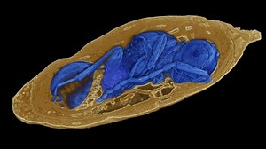 Australia's most dangerous creature isn't what you think it is