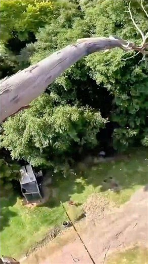 Professional Tree Felling Skills at Height #shorts