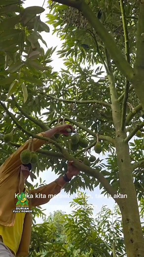 35K views · 943 reactions | Kita bisa menanam tanaman dengan tangan kita, tetapi mengolah tanah yang hidup membutuhkan hati kita.” Ketika kita merawat tanah, tanah akan merawat tanaman, dan tanaman akan menghadiahi kita dengan hasil panen yang melimpah. | Win | Facebook