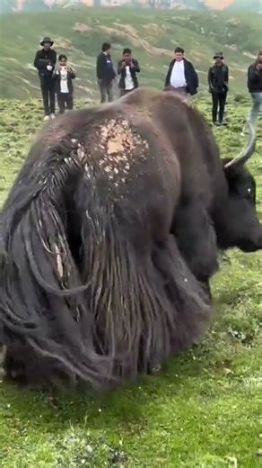YAK BATTLE IN THE MOUNTAINS 💥 | Raw Animal Behavior & Survival Instincts | Full Footage