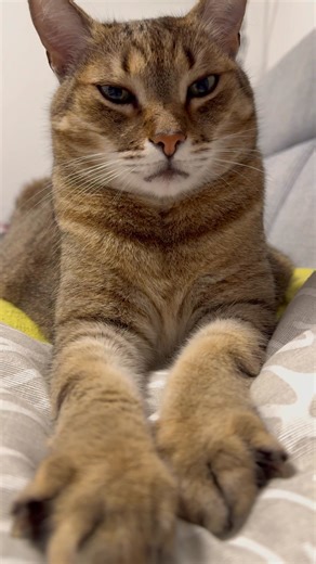 38K views · 5.9K reactions | Falling asleep  | Samy & Mury | Facebook