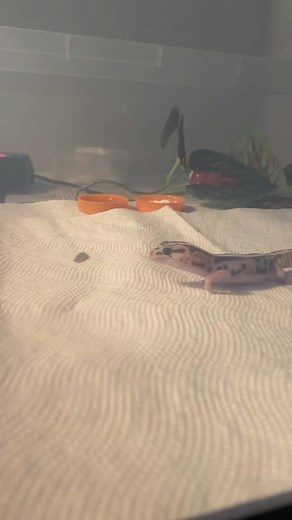 Baby Gecko Dinner Time - Cute African Fat-Tailed Gecko Feeding