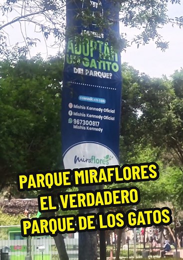 EN VERDADERO PARQUE DE LOS GATOS Un hermoso parque donde su atractivo principal son los gatos, con amor para ellos, cuidado especial, fomento de la adopción responsable, y una estética impresionante. El parque Miraflores de PERU un ejemplo de cuidado y amor por los animales!!!#CapCut #esterilizandosalvamos