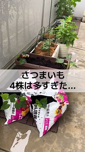 さつまいも栽培｜35Lプランターに4株は多い？袋横置き栽培に挑戦