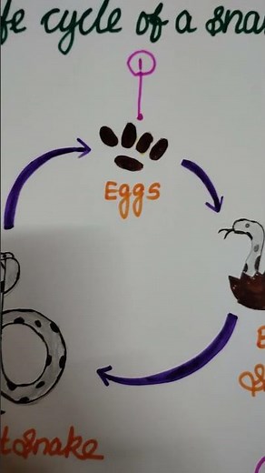 life cycle of a snake
