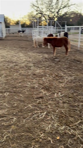 When I say I’ve got a pony problem. 😂 Crazy part is there’s another whole section I didn’t video. I bet I’ve got around 35-45. Who knows I stopped counting. lol | Shana A Thompson