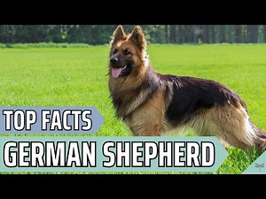 Pros and Cons of Owning a German Shepherd | Is a GSD Right for You?