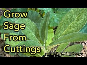 How to Grow Sage from Cuttings (Easy Step-by-Step Guide)