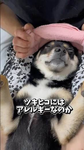 How to care for an allergic dog #ShibaInu #shibainu #allergicdog