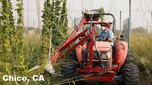 8K views · 363 reactions | Estate hop harvest is officially underway! You’re looking at the first haul of Cluster and Crystal. We’ll continue over the next few weeks since different varieties reach maturity at different times—Cascade, Comet, and more still to come. Can't wait to brew with these homegrown cones.  | Sierra Nevada | Facebook