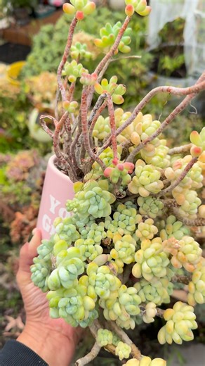 My recycled pot for this sedum clavatum, @followers Friends #succulents #inspiration #goodvibes | Echeveria Jules