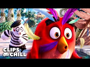 Red es condenado a Terapia de Agresión | Angry Birds: La película
