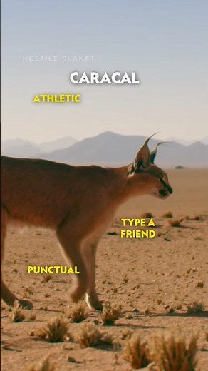 We’ve all got a bit of cat in us. The question is—what kind? 😼 #NatGeoAnimals #Cheetah