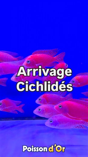 🐠 Nouveautés en rayon → cichlidés fraîchement arrivés ! 💎 #cichlids #cichlidés #poissondor #malawi #cichlidésafricains #cichlidob #colorfulcichlids | Poisson d'Or